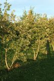 genus Sorbus