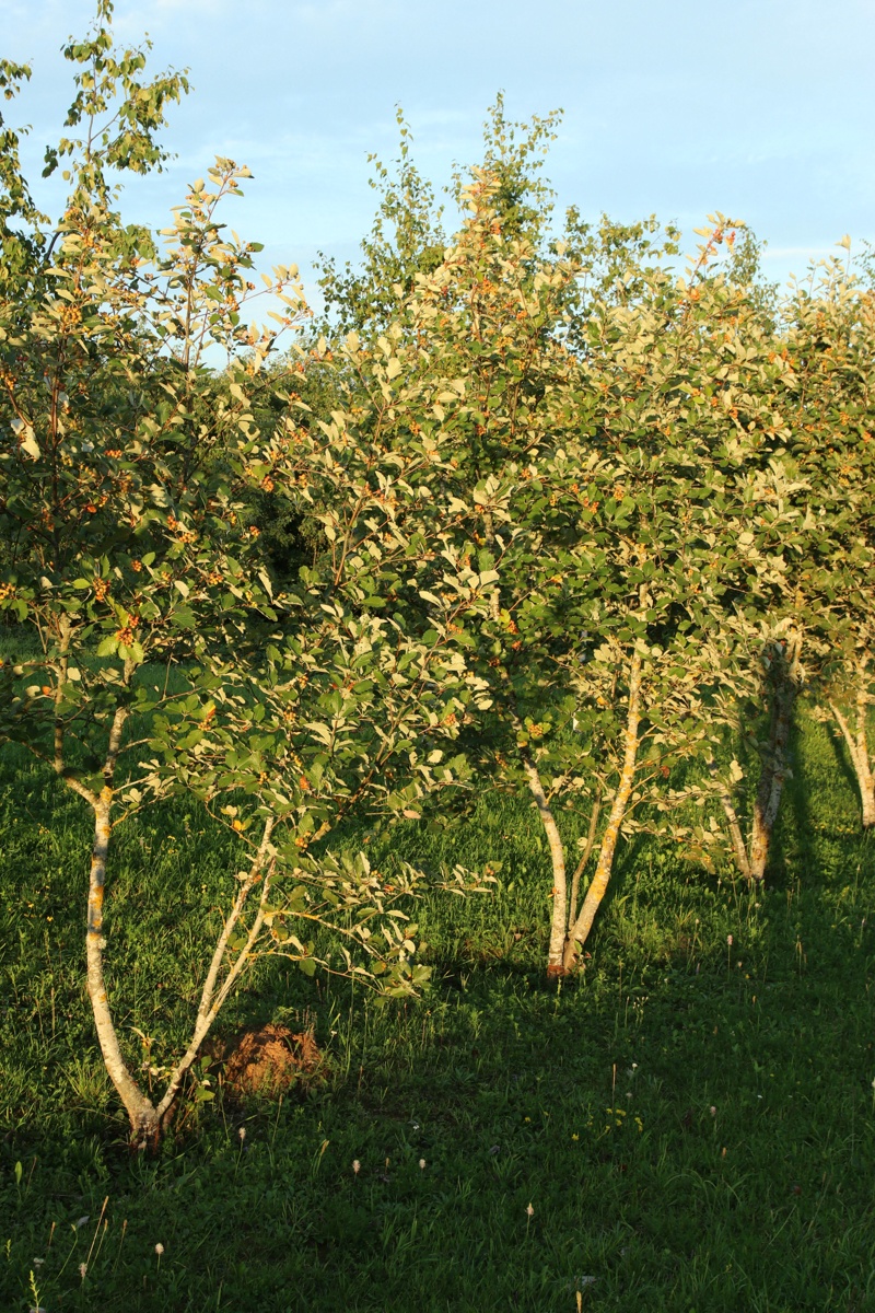 Image of genus Sorbus specimen.