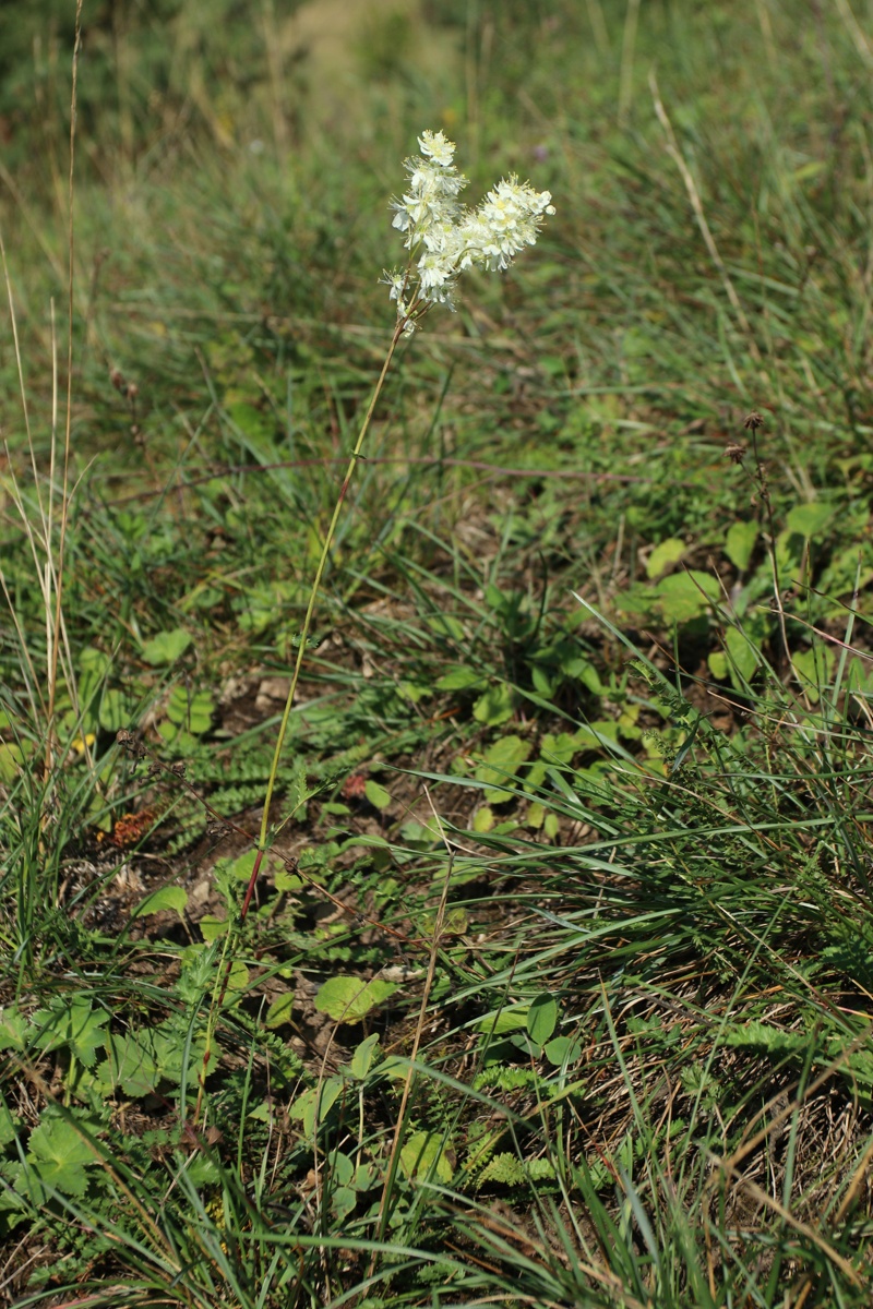 Image of Filipendula vulgaris specimen.