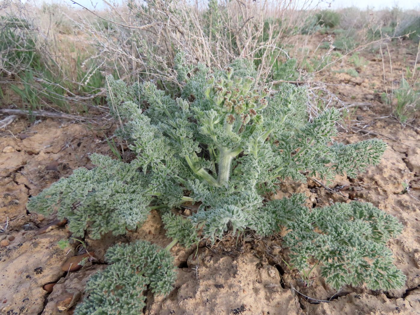 Изображение особи Zosima absinthifolia.