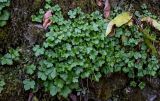 View full-size image Ranunculus cappadocicus