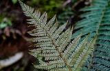 View full-size image Polystichum braunii