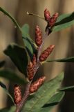 View full-size image Myrica gale