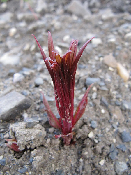 Image of Chamaenerion angustifolium specimen.