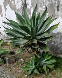 View full-size image Agave attenuata