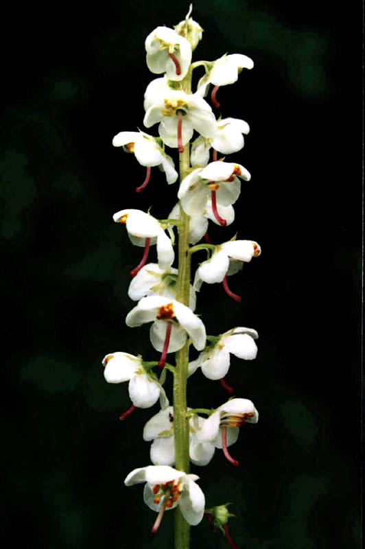 Image of Pyrola rotundifolia specimen.