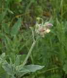 View full-size image Melandrium latifolium