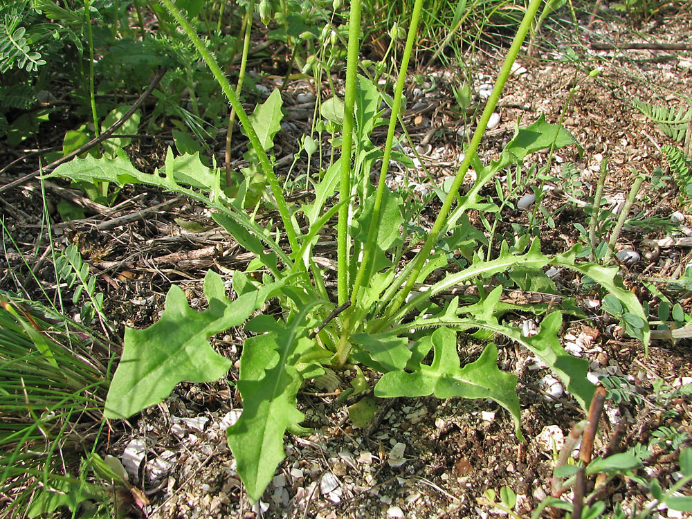 Image of Lagoseris sancta specimen.