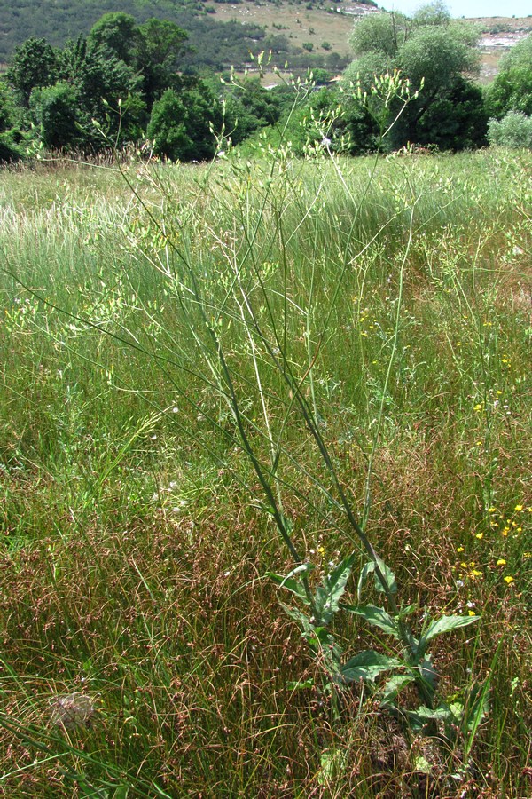 Image of Crepis ramosissima specimen.