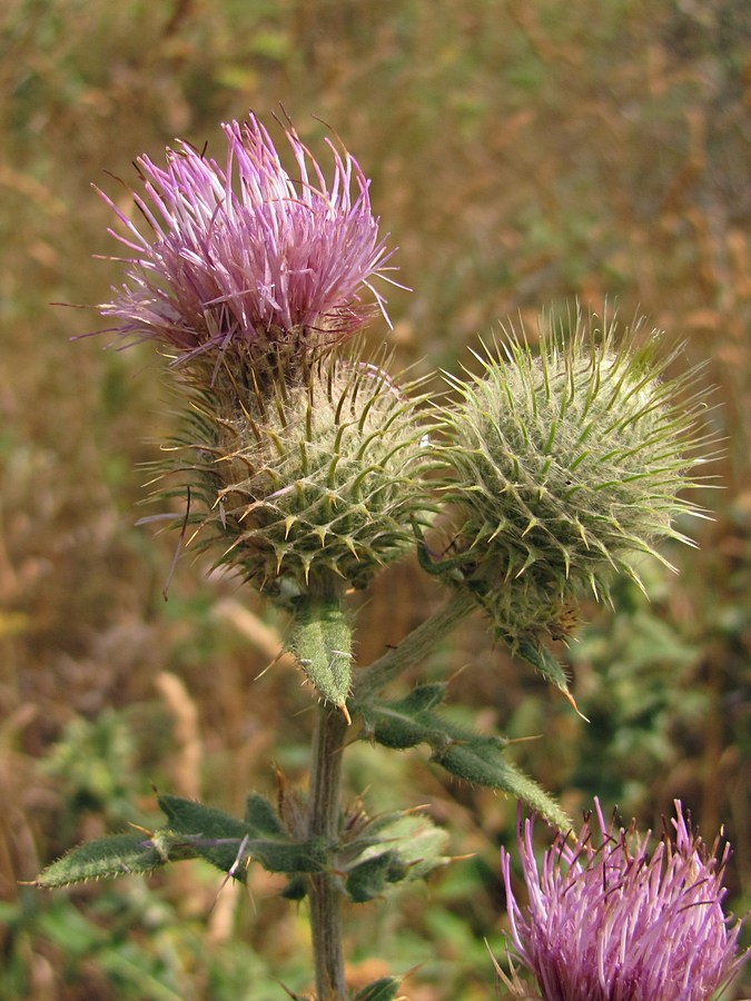 Image of Cirsium laniflorum specimen.