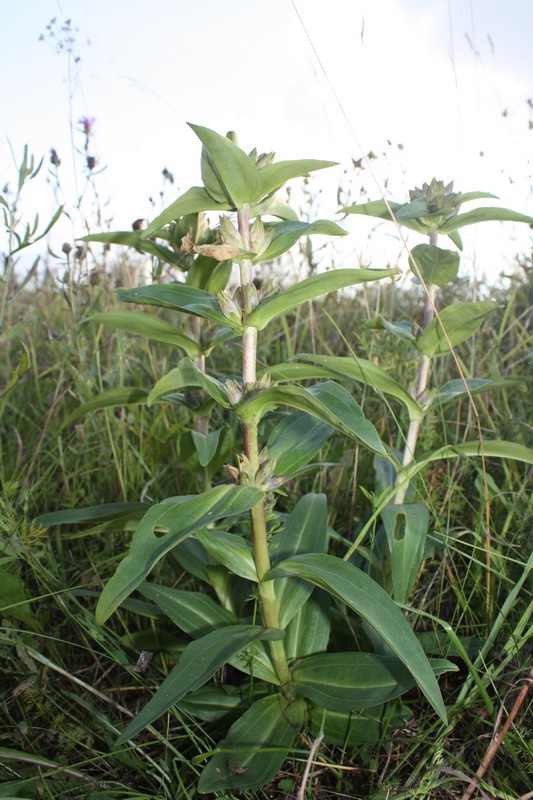 Image of Gentiana cruciata specimen.