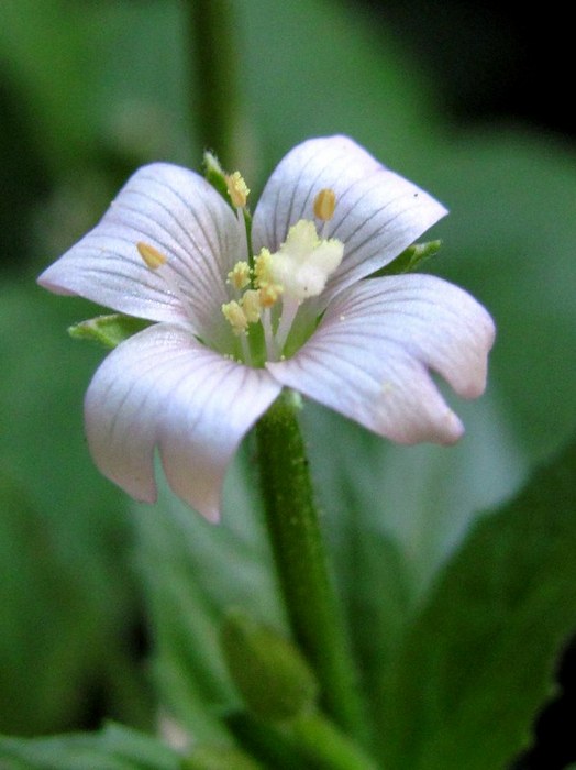 Image of Epilobium parviflorum specimen.