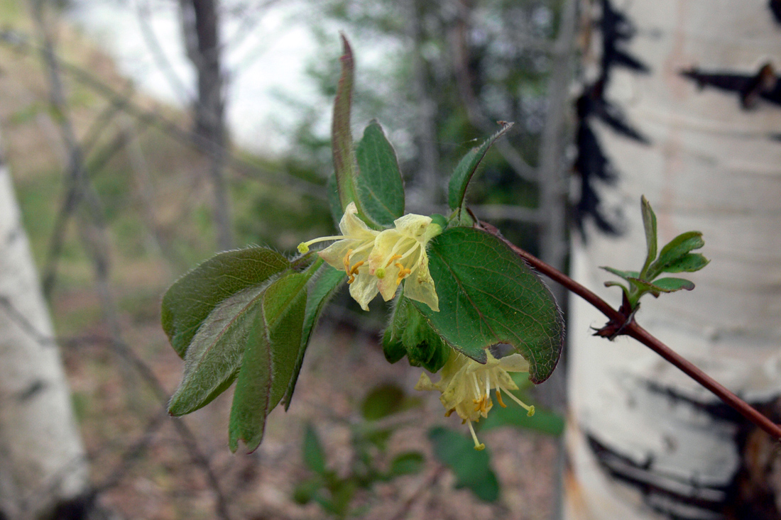 Image of Lonicera &times; subarctica specimen.