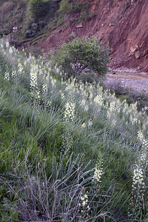 Image of genus Eremurus specimen.