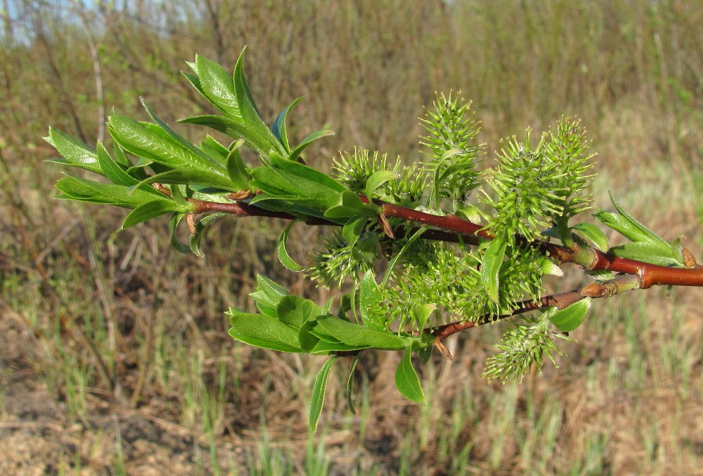 Image of Salix &times; tetrapla specimen.