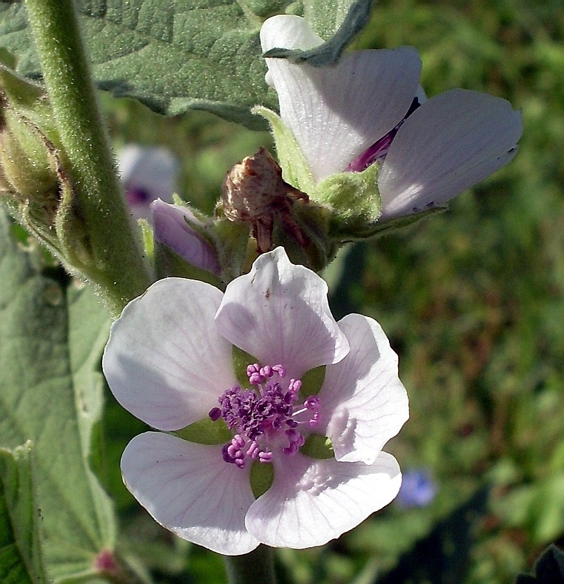 Image of Althaea officinalis specimen.