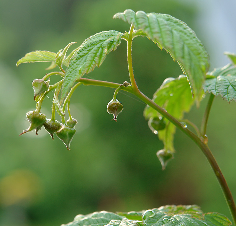 Image of Rubus idaeus specimen.