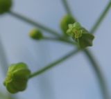Cyclospermum leptophyllum. Молодые плоды - вид сверху. Абхазия, пос. Цандрипш, обочина дороги. 01.09.2011.