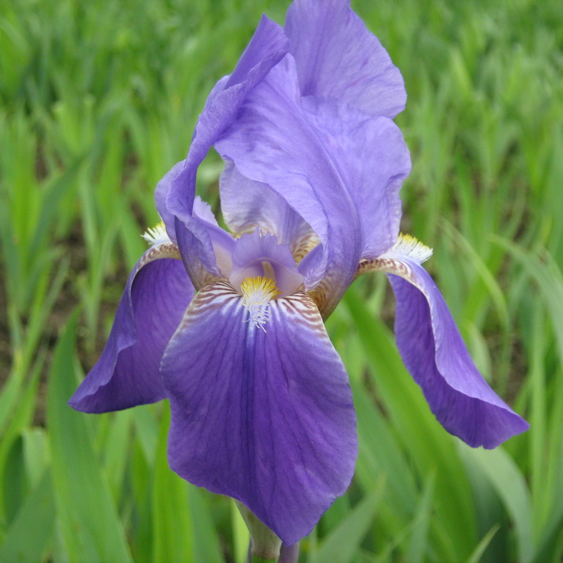 Image of Iris nyaradyana specimen.