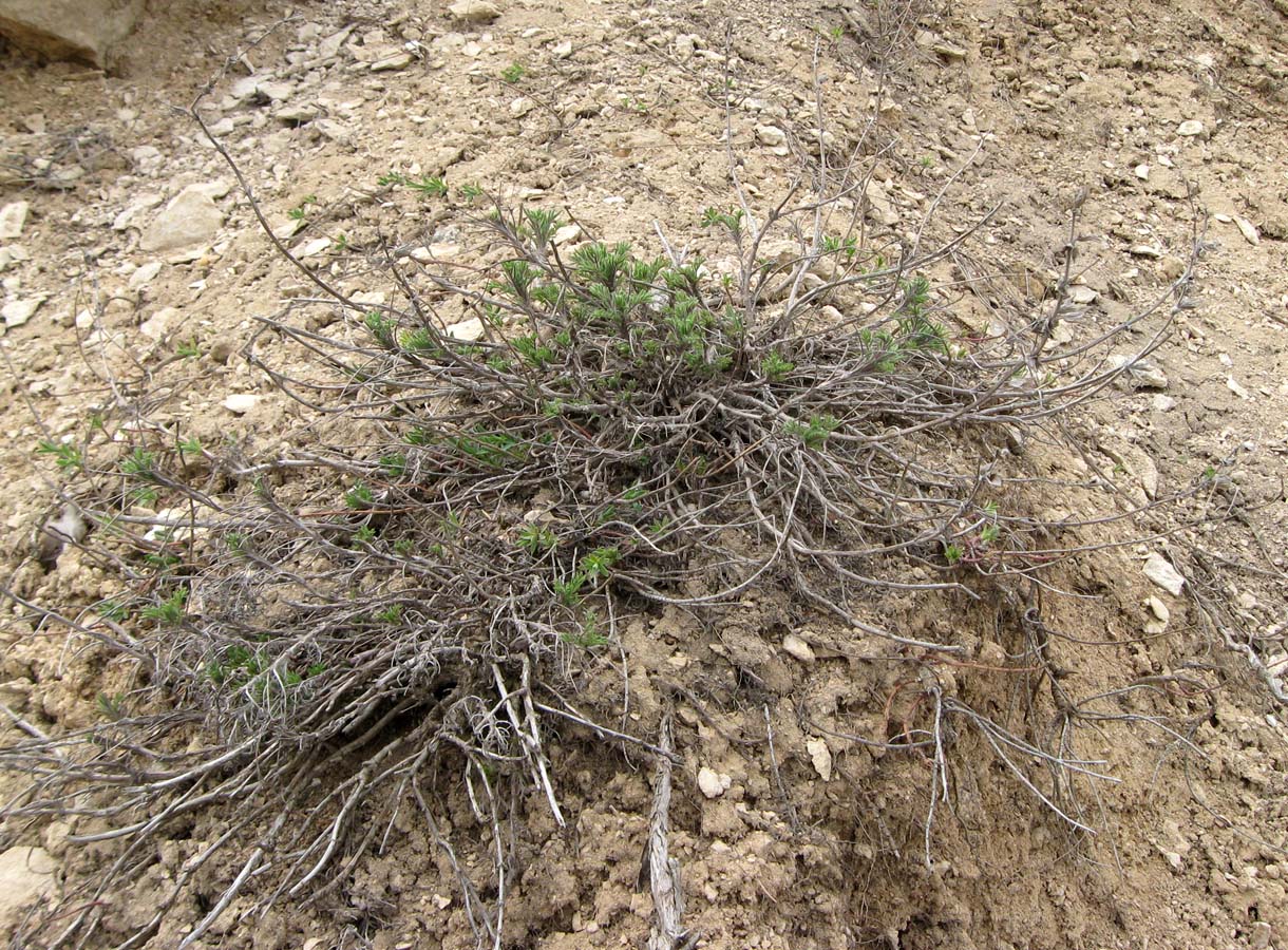 Изображение особи Salvia scabiosifolia.