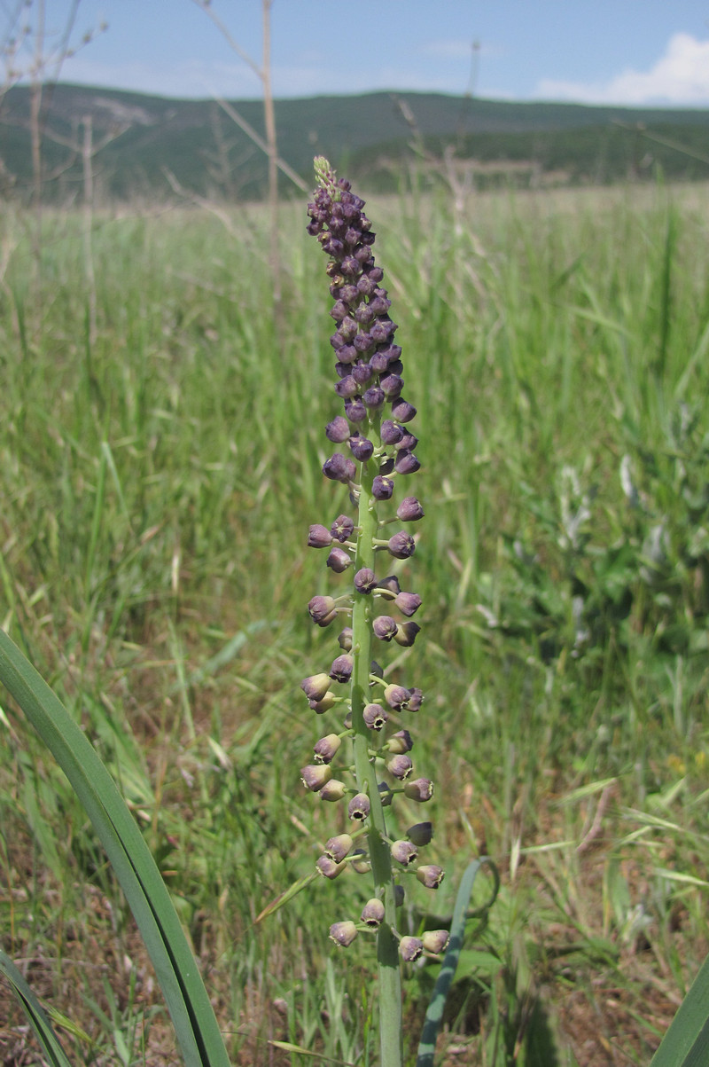 Image of Leopoldia comosa specimen.