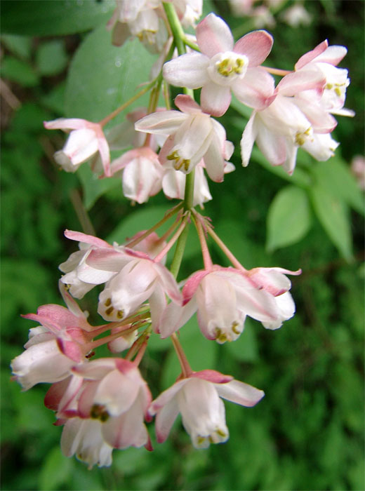 Изображение особи Staphylea pinnata.