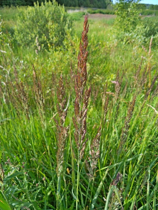 Image of Calamagrostis epigeios specimen.