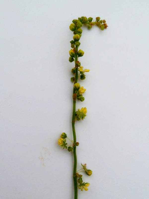 Изображение особи Rumex acetosella.