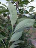 Salix &times; ludificans