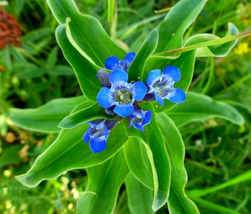 Изображение особи Gentiana cruciata.