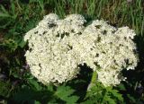 Heracleum dissectum. Соцветие. Якутия (Саха), Мирнинский р-н, окр. пос. Светлый, берег р. Вилюй. 05.07.2009.