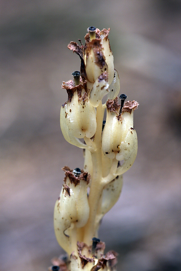 Изображение особи Hypopitys monotropa.