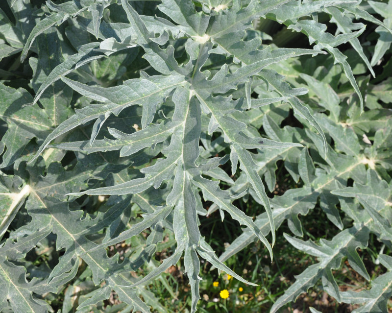 Image of Cynara scolymus specimen.