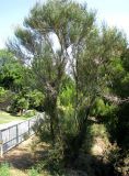 Spartium junceum. Цветущее дерево. Испания, Каталония, г. Барселона, гора Монжуик. 23.06.2012.