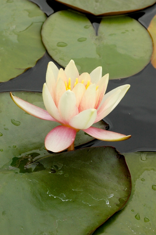 Image of Nymphaea &times; marliacea specimen.