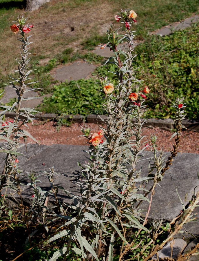 Image of Oenothera versicolor specimen.