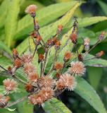 Vernonia arkansana. Cоплодия. Германия, г. Krefeld, ботанический сад. 21.10.2012.