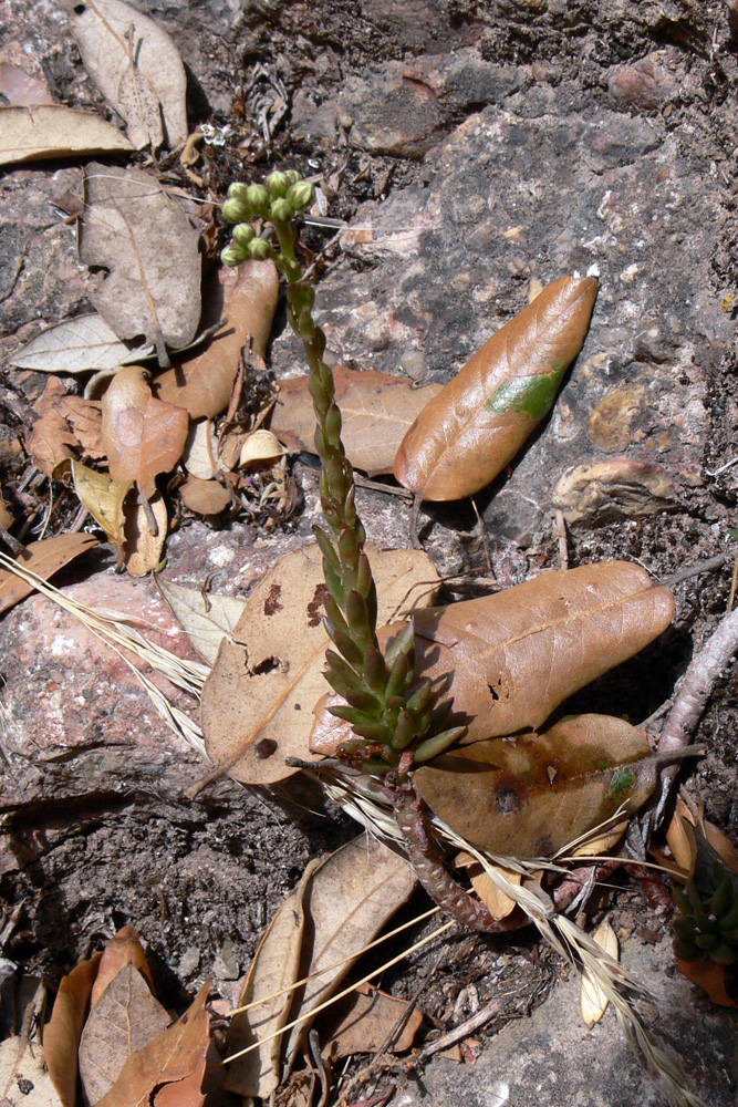 Image of Sedum sediforme specimen.