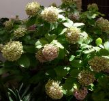 Hydrangea arborescens. Верхушки цветущих побегов. Испания, автономное сообщество Андалусия, провинция Кордова, город Кордова. 13.07.2012.