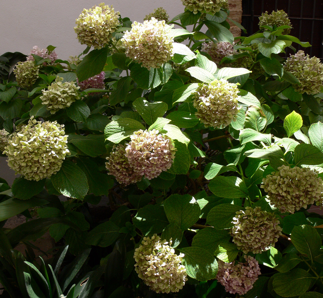 Image of Hydrangea arborescens specimen.