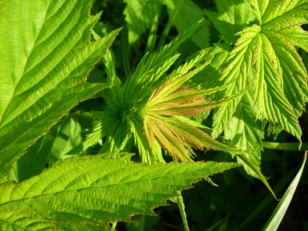 Image of Filipendula palmata specimen.