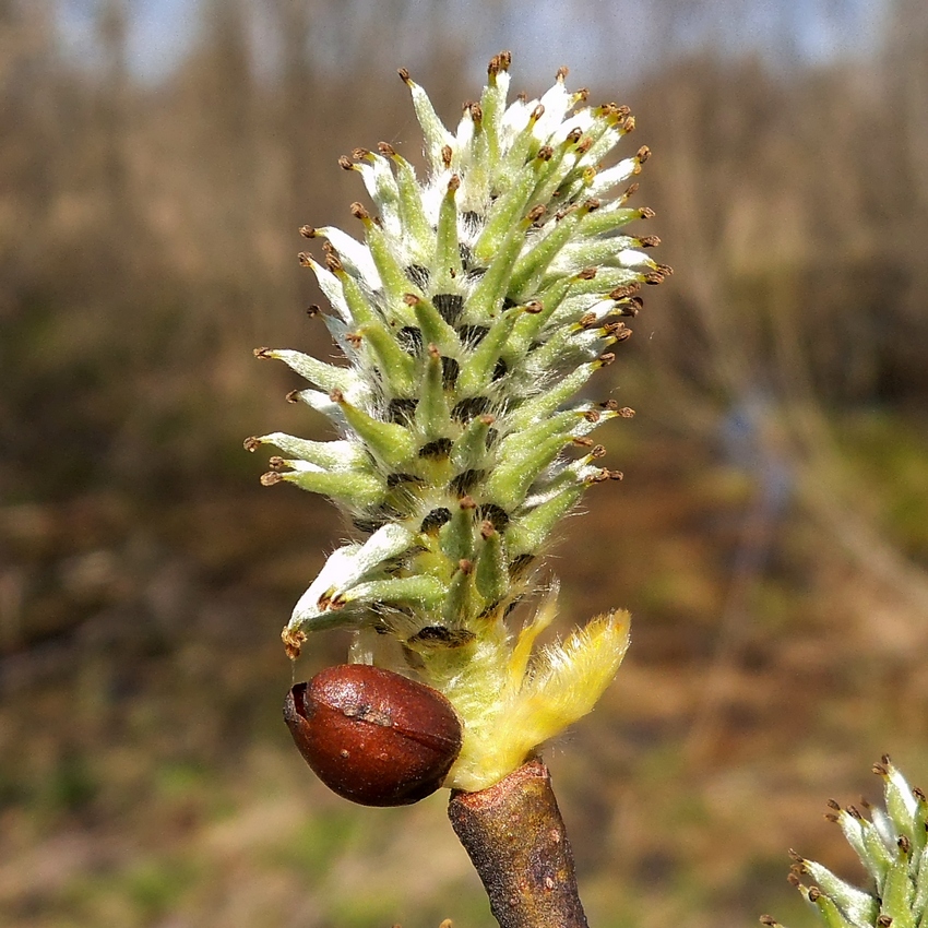 Image of Salix caprea specimen.