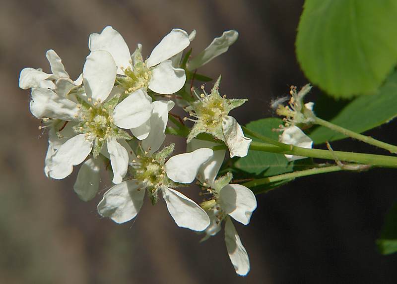 Image of Amelanchier spicata specimen.