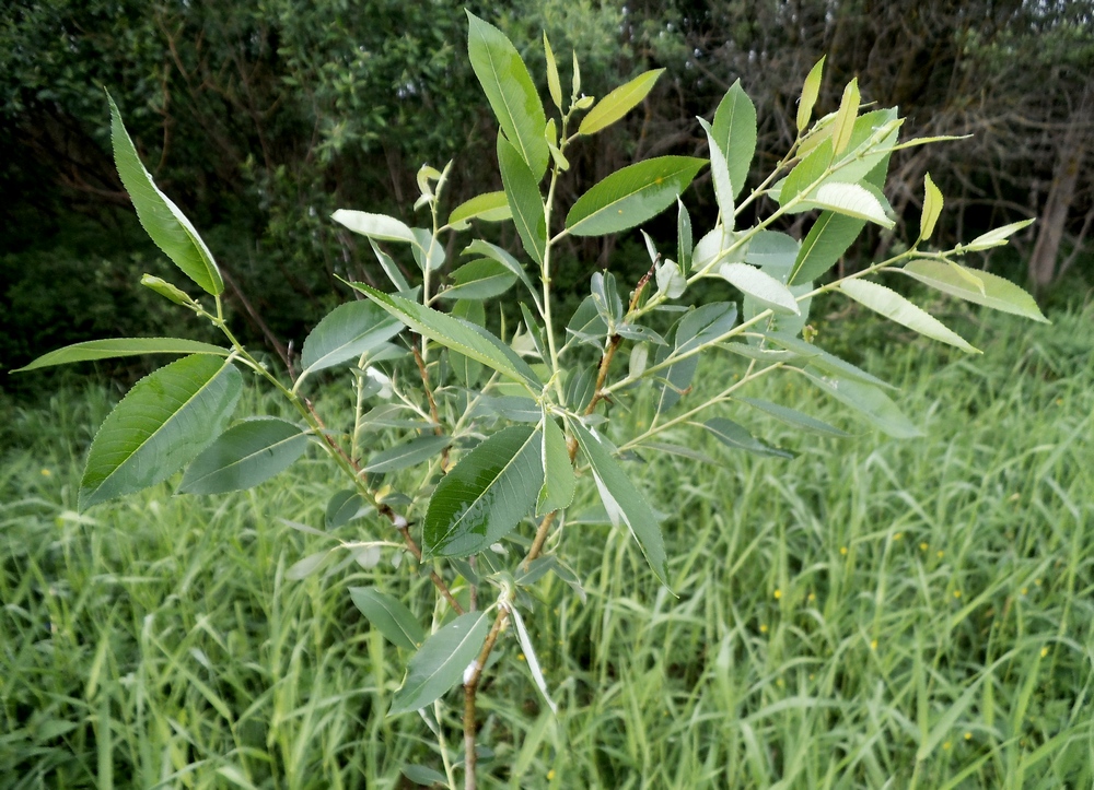 Image of Salix triandra specimen.