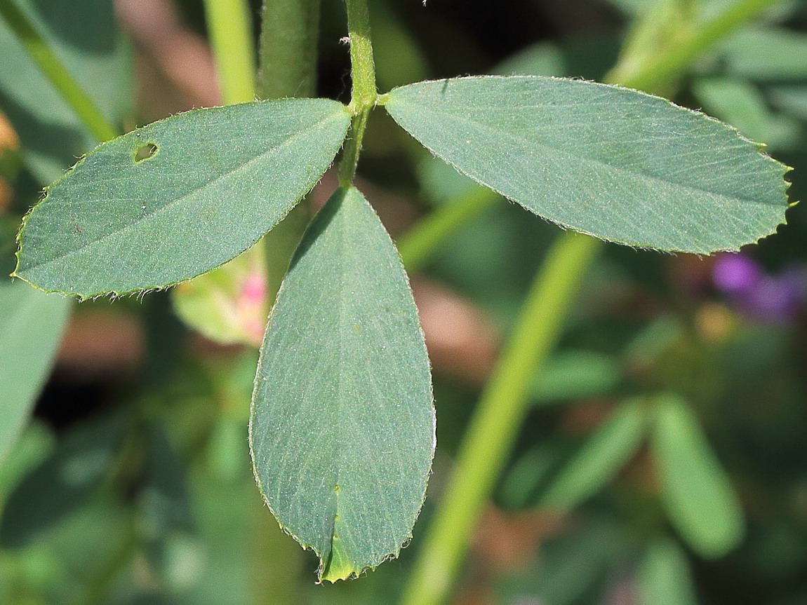 Изображение особи Medicago sativa.