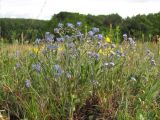 Myosotis lithospermifolia. Цветущие растения. Крым, Долгоруковская яйла. 2 июня 2013 г.