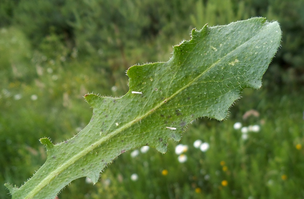 Image of Hypochaeris radicata specimen.