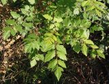 Koelreuteria paniculata