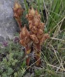 Orobanche alba