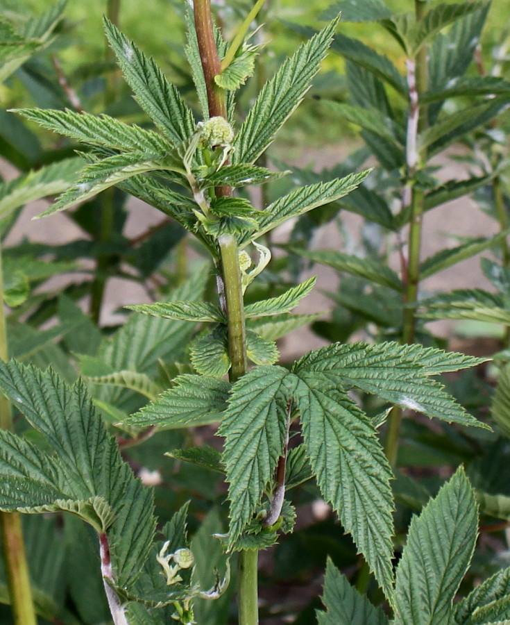 Image of Filipendula ulmaria specimen.